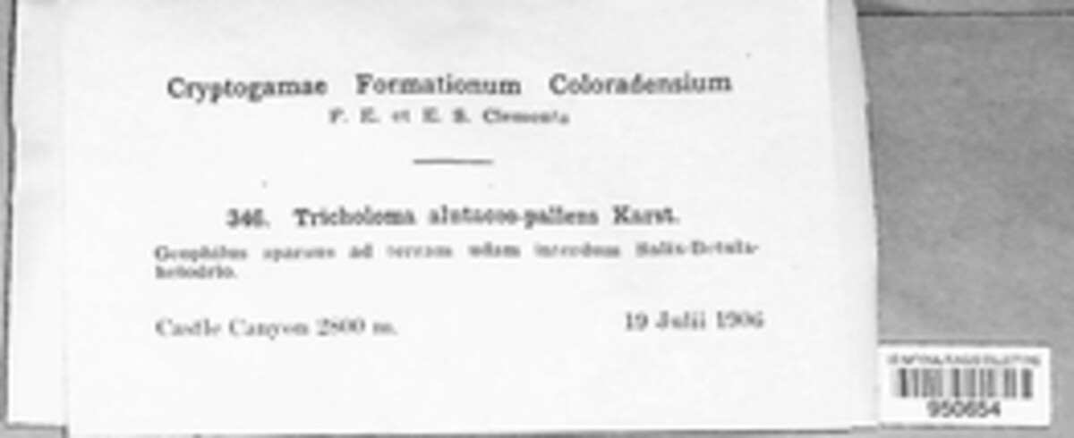 Tricholoma alutaceopallens image